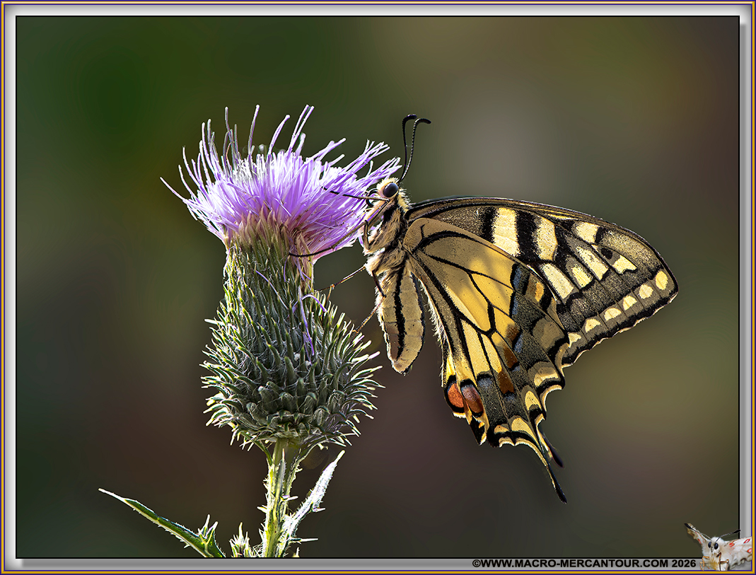 Machaons